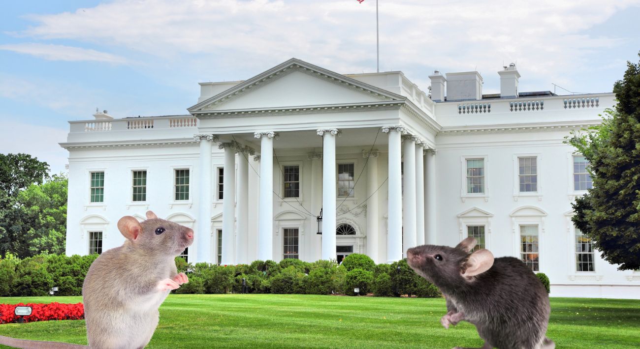 There’s a Mouse in the White House!