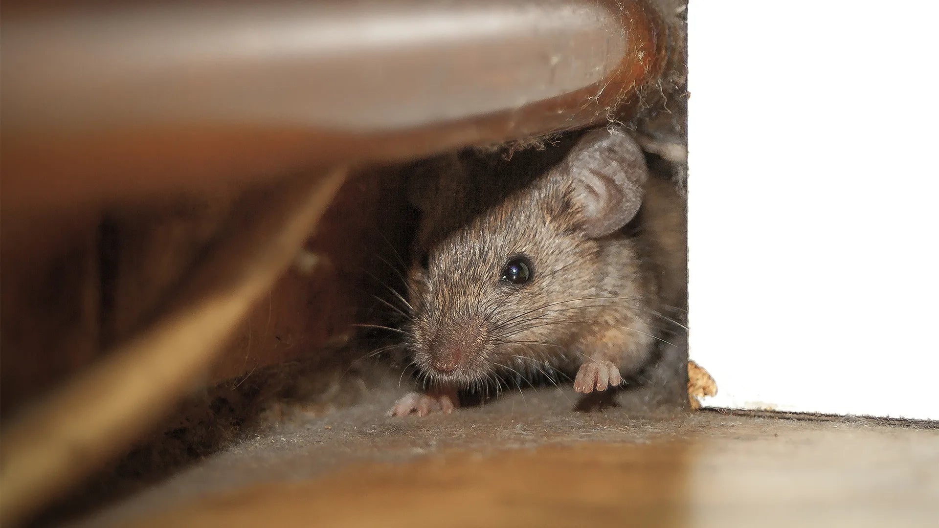 Top 10 Entry Points for Mice to Get Into Your Home
