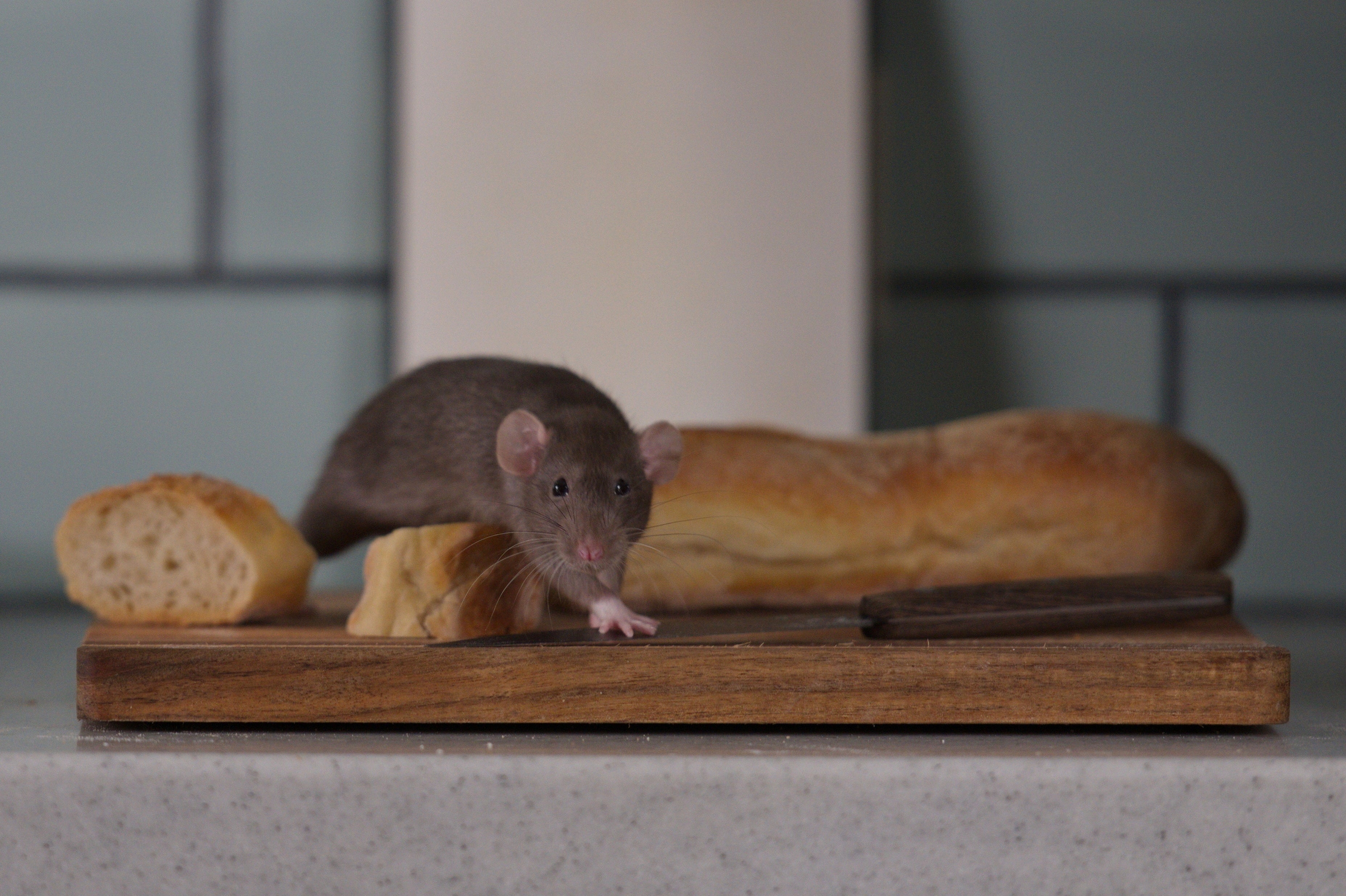 Great Mouse Invasion