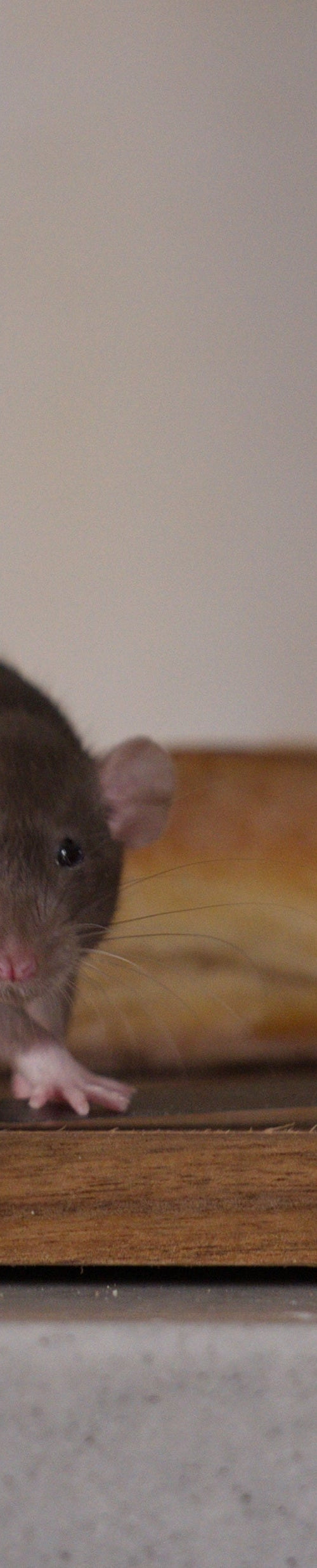Great Mouse Invasion