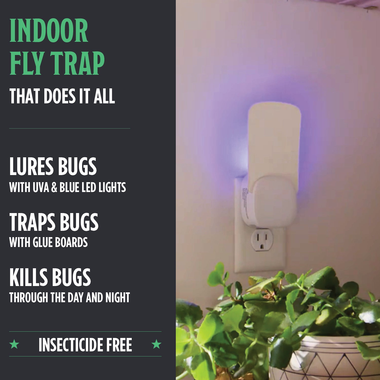 Indoor Fly Trap 2 Pack